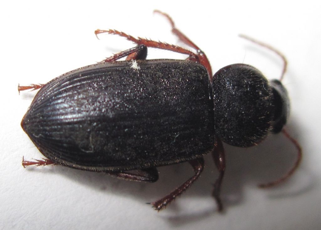 Coleottero da identificare: Ophonus sp.