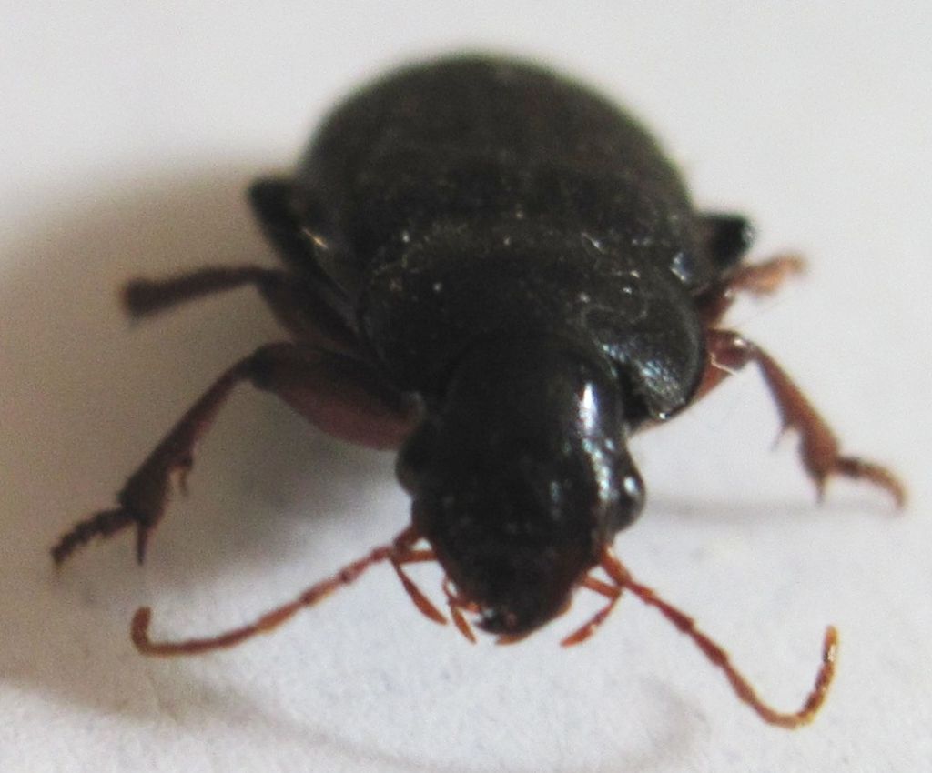 Coleottero da identificare: Ophonus sp.