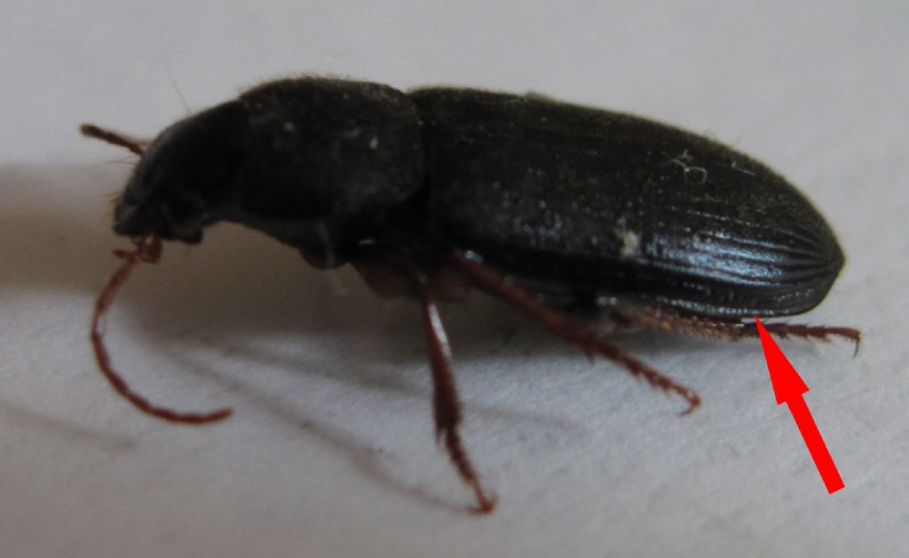 Coleottero da identificare: Ophonus sp.