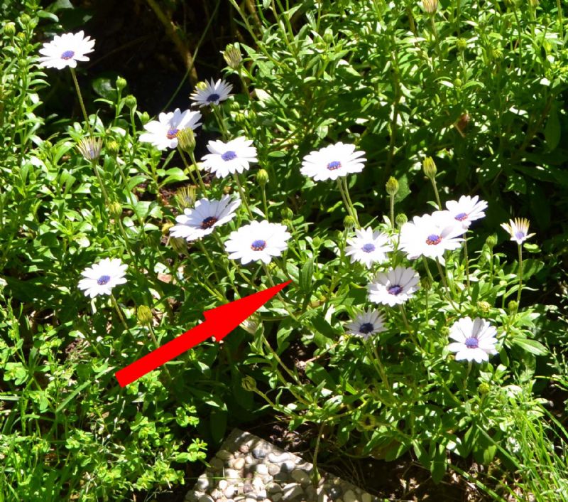 Aphrophoridae: Philaenus spumarius della Toscana