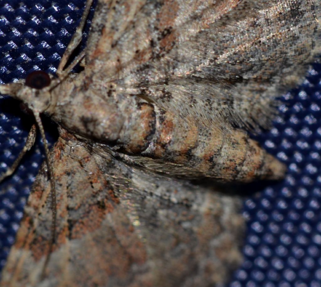 Falena da identificare (47) - Gymnoscelis rufifasciata