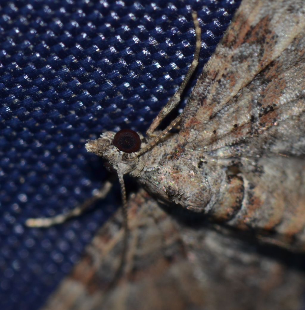 Falena da identificare (47) - Gymnoscelis rufifasciata