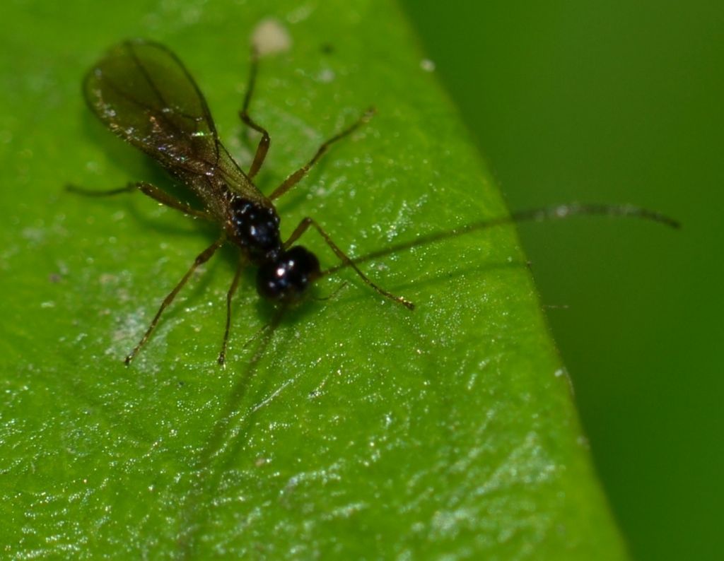 Braconidae da identificare (50)