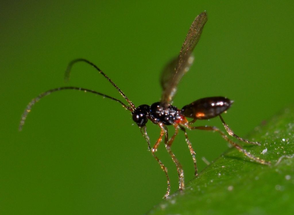 Braconidae da identificare (50)