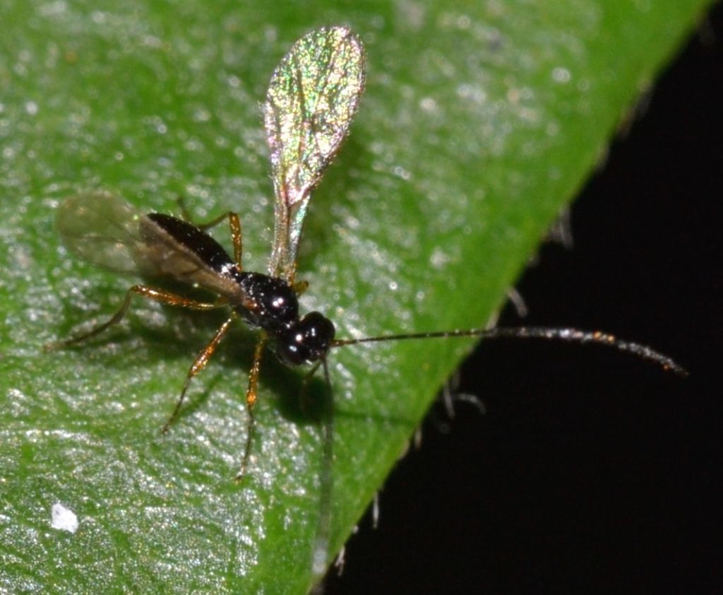 Braconidae da identificare (50)