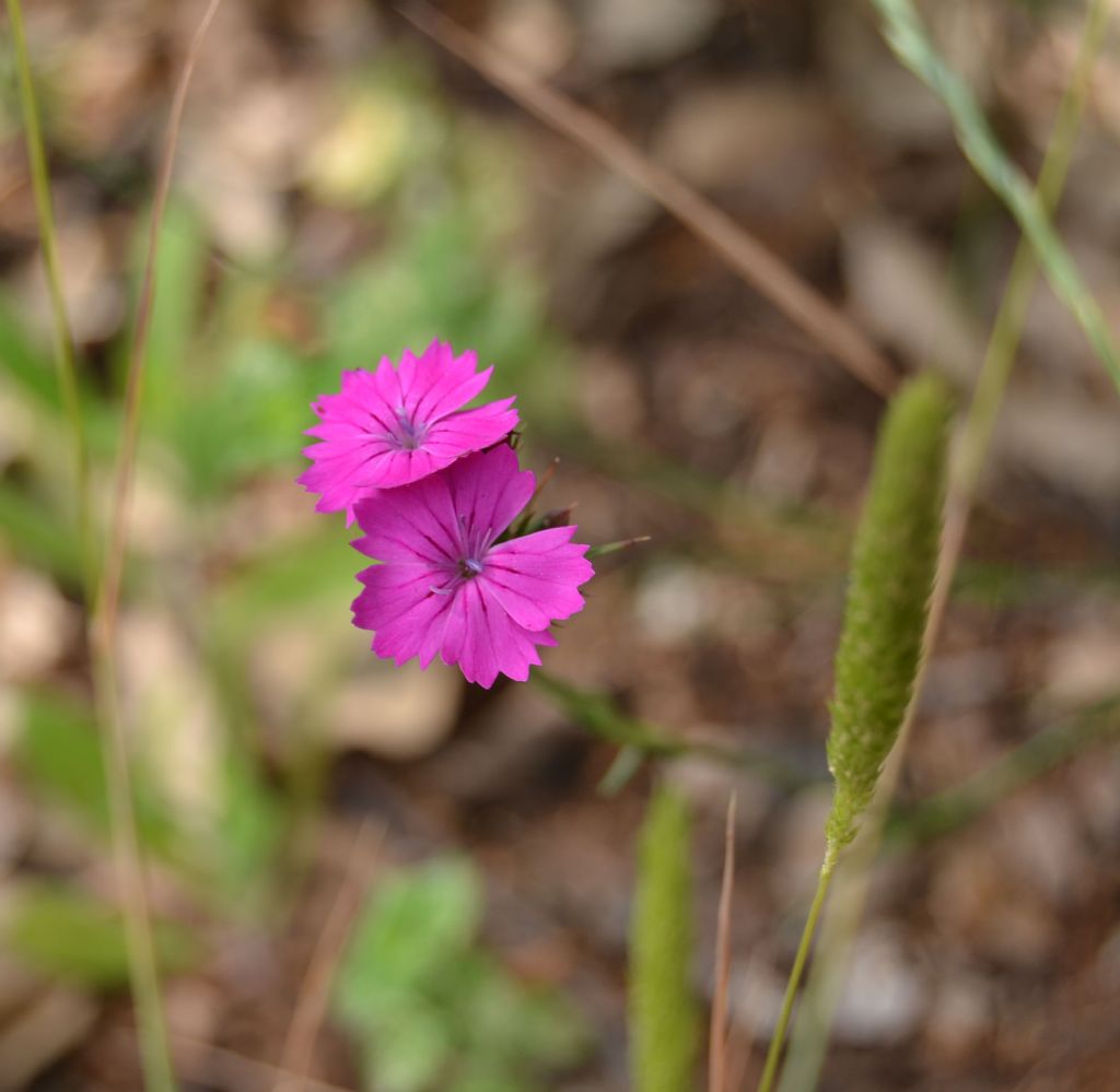 Identificazione fiore - Dianthus carthusianorum o balbisii?