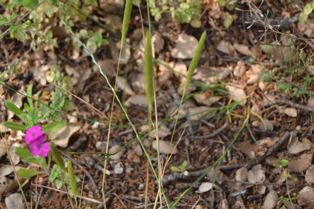 Identificazione fiore - Dianthus carthusianorum o balbisii?