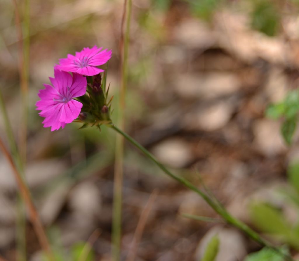 Identificazione fiore - Dianthus carthusianorum o balbisii?