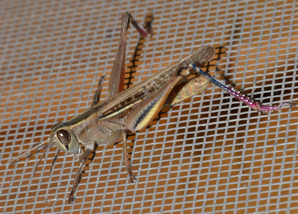Eyprepochnemis plorans
