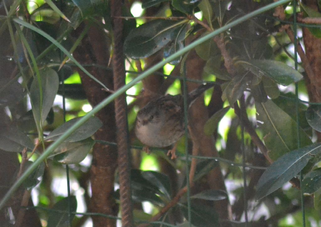 Passera scopaiola ? (186)
