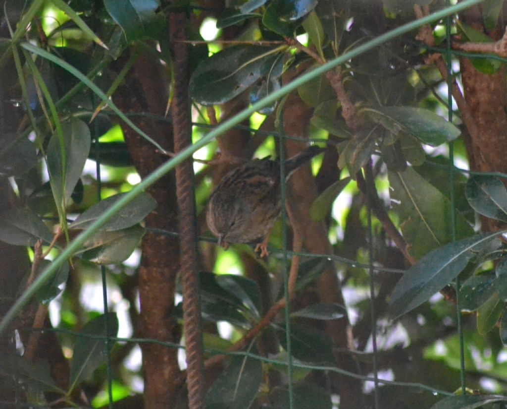 Passera scopaiola ? (186)