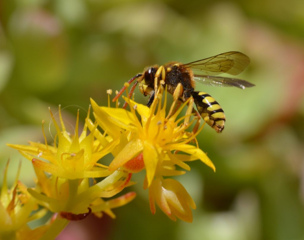 Nomada sp. (Apidae)