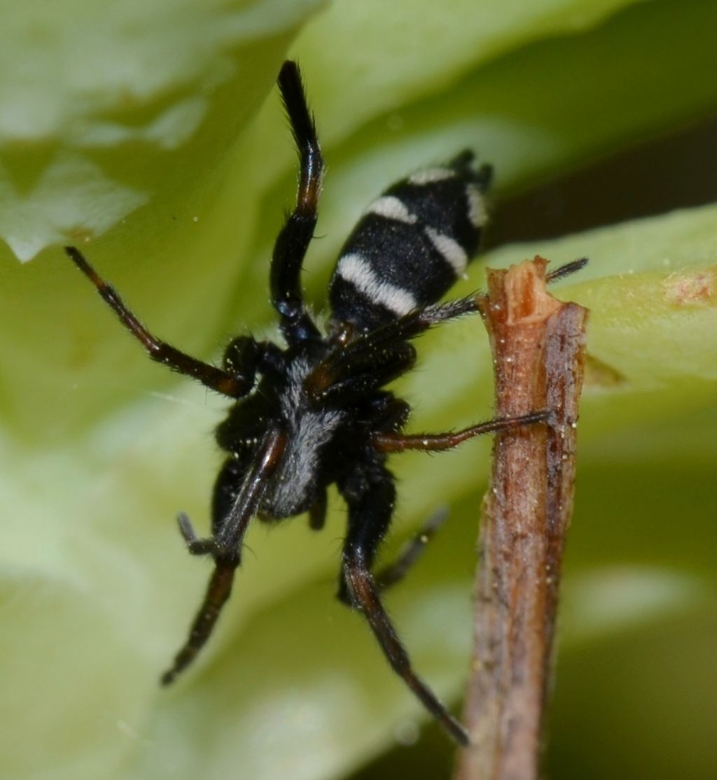 Aphantaulax sp. - Grosseto (GR)