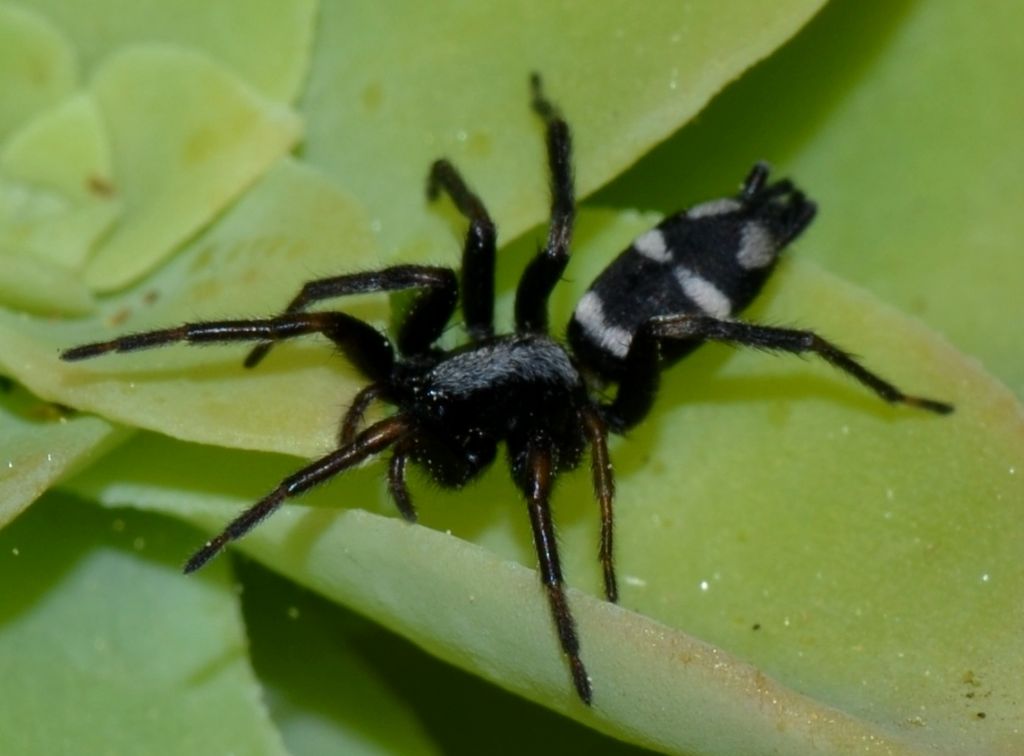 Aphantaulax sp. - Grosseto (GR)