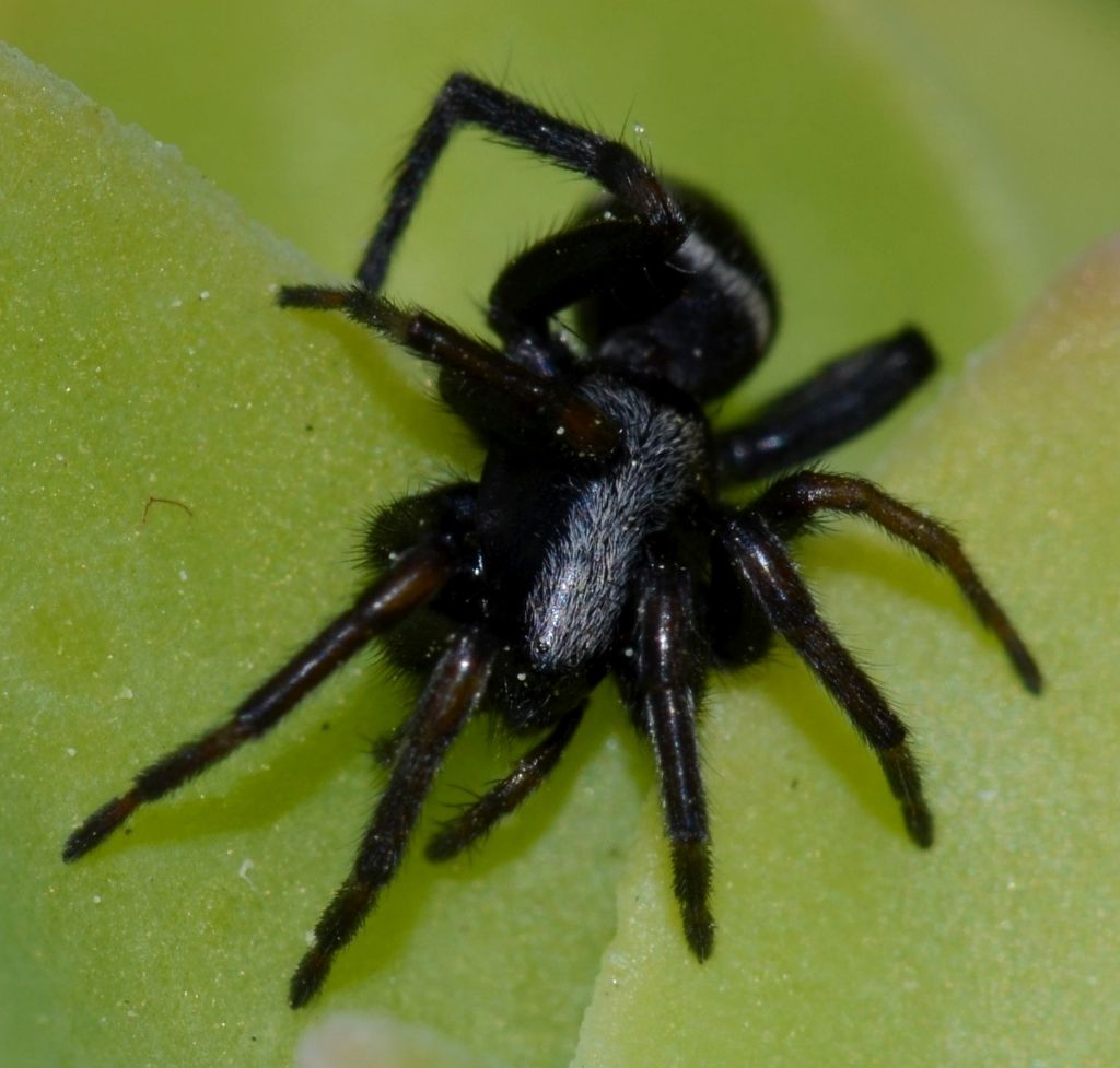 Aphantaulax sp. - Grosseto (GR)