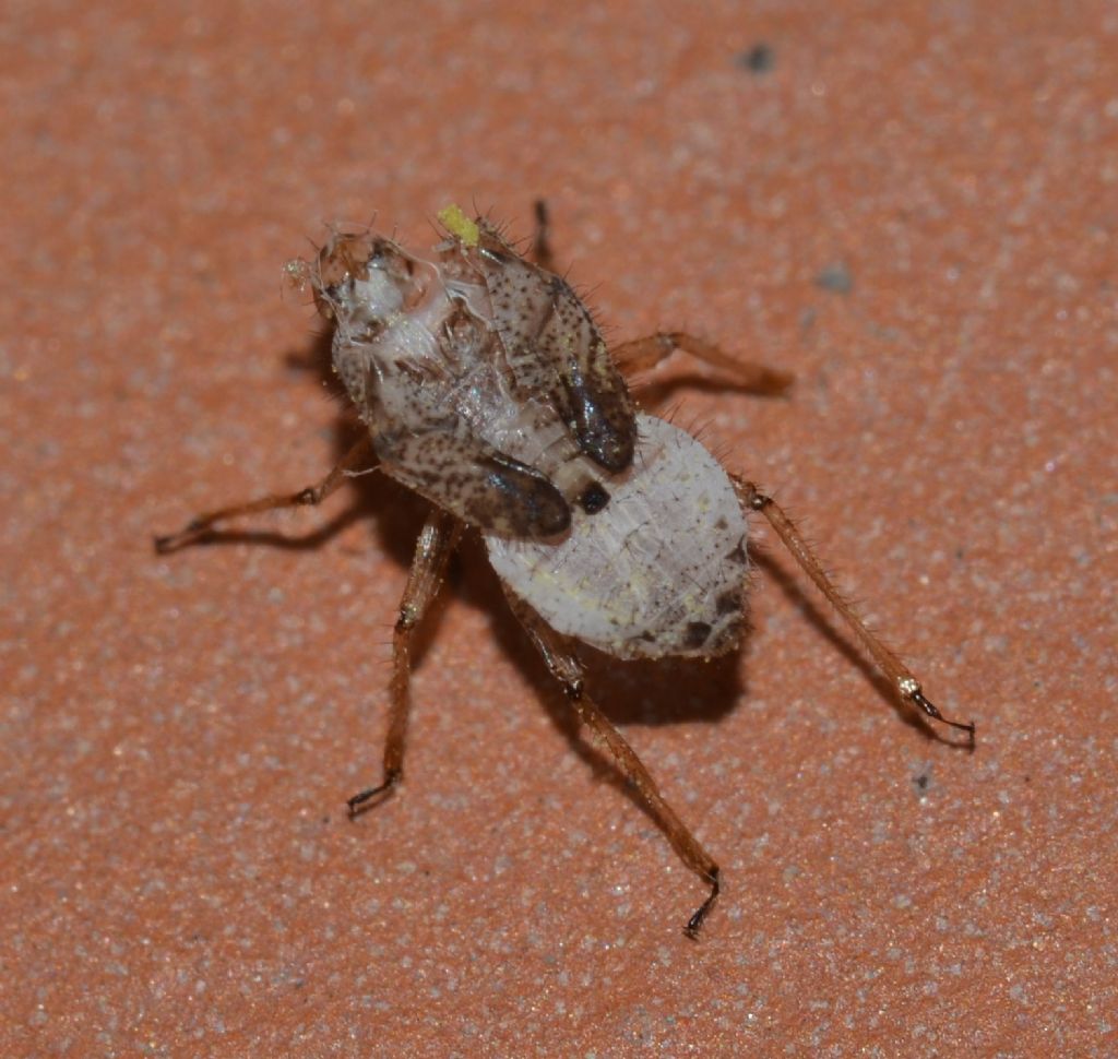 Exuvia dittero