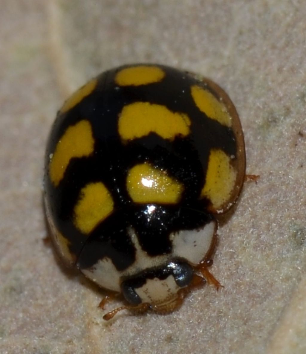 Oenopia lyncea, Coccinellidae