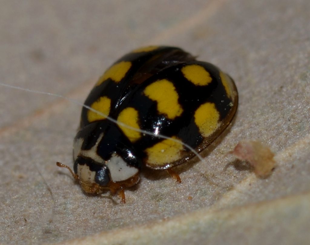 Oenopia lyncea, Coccinellidae