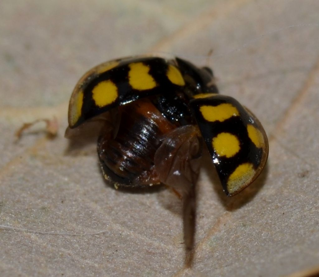 Oenopia lyncea, Coccinellidae