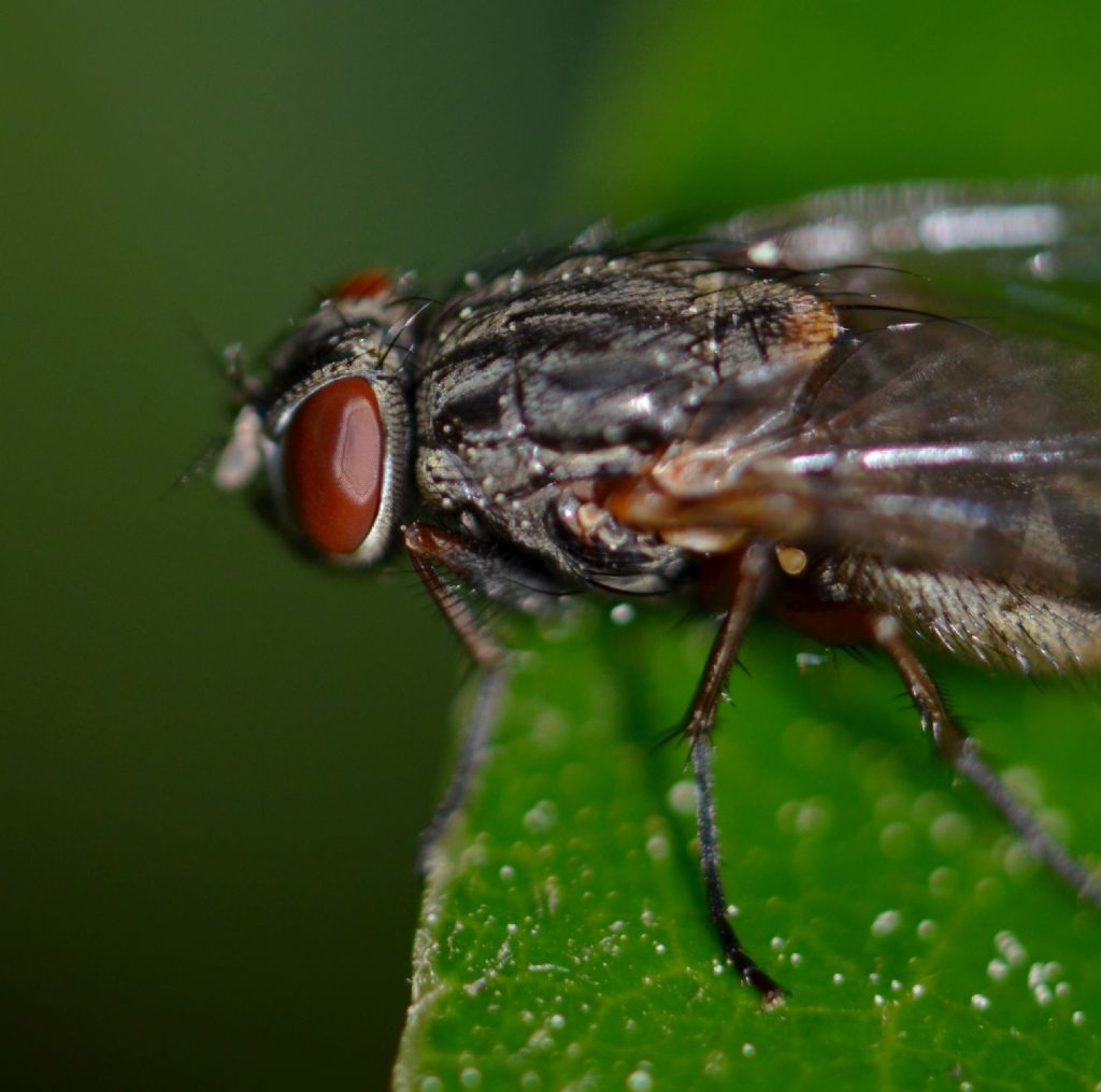 Muscina stabulans