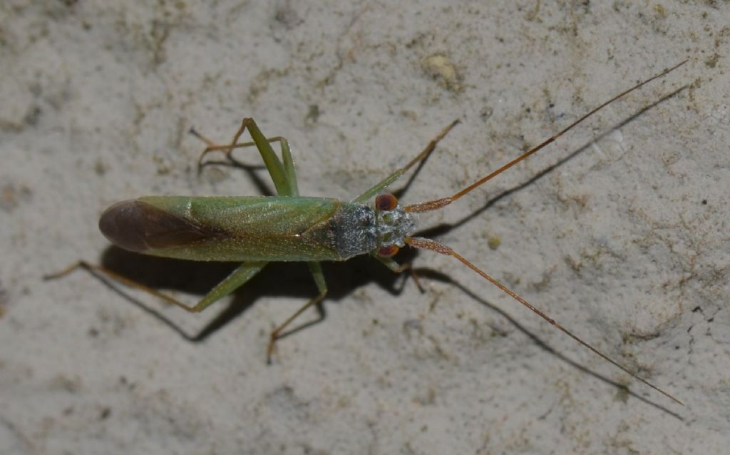 Platycranus sp.?
