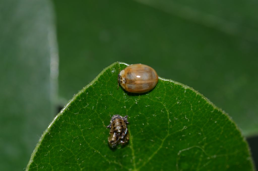 Coccinellidae neosfarfallato da identificare
