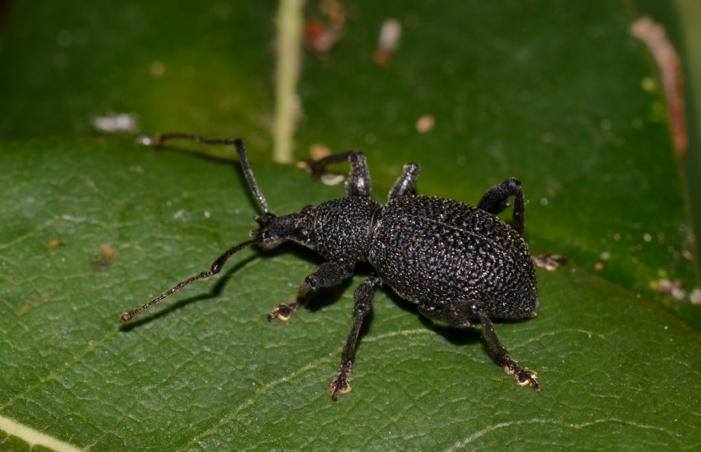 Otiorhynchus armatus