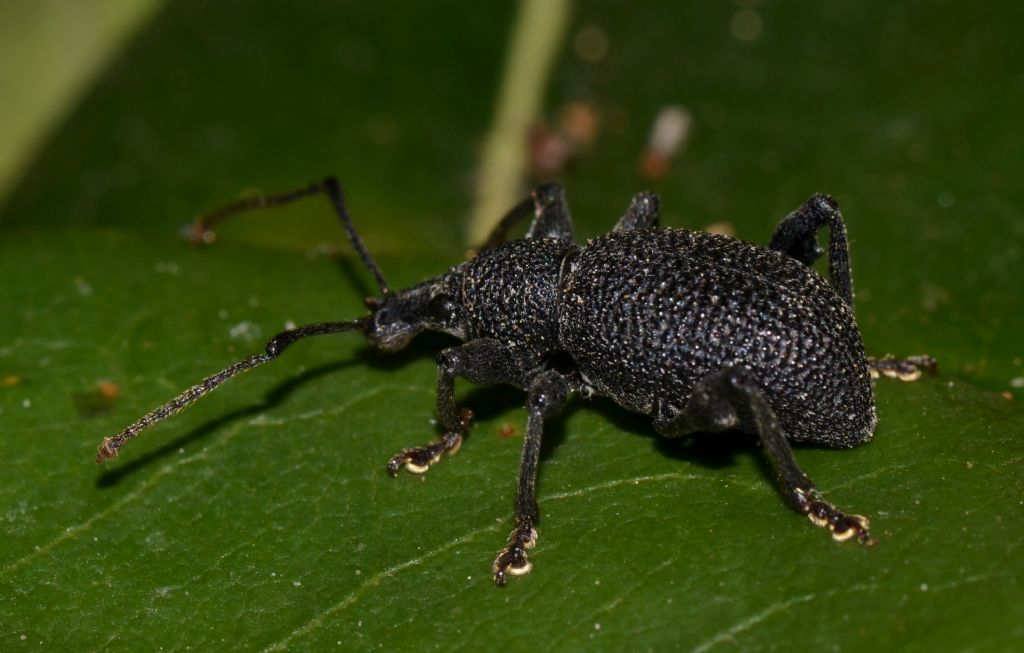 Otiorhynchus armatus
