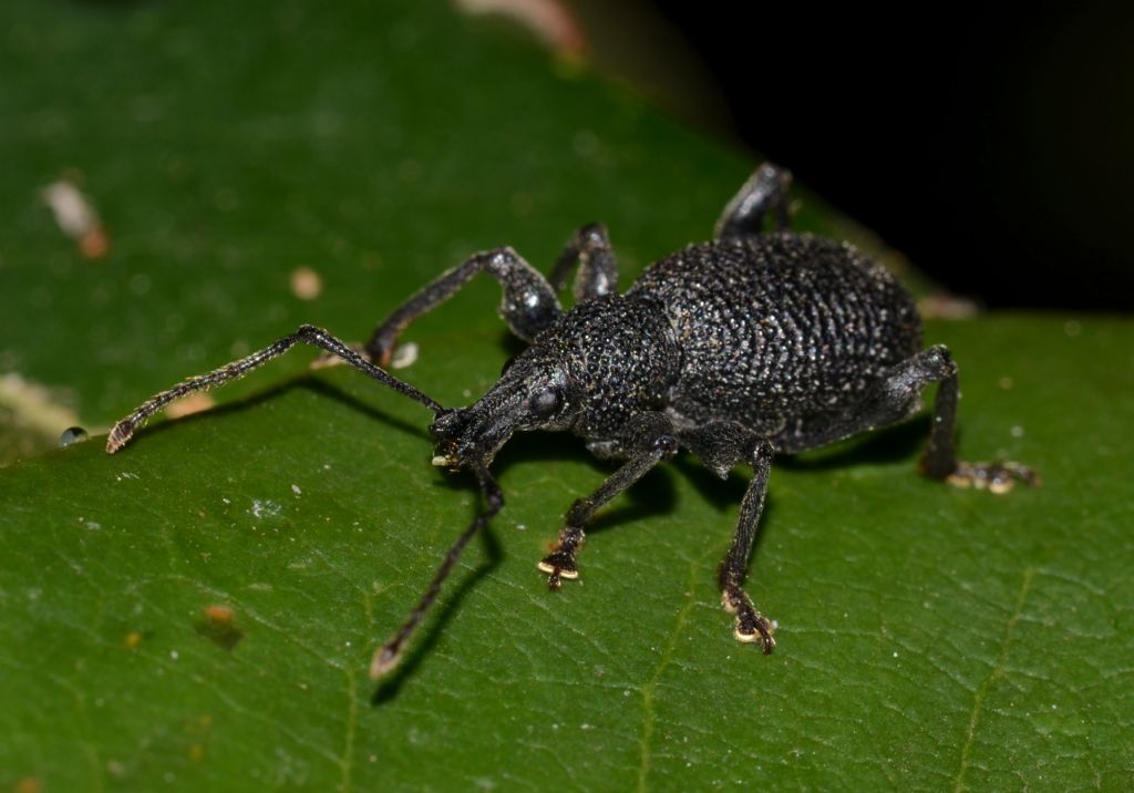 Otiorhynchus armatus