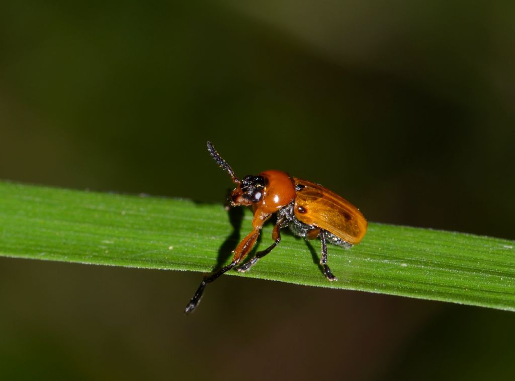 Macrolenes dentipes