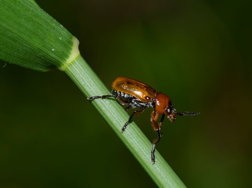 Macrolenes dentipes