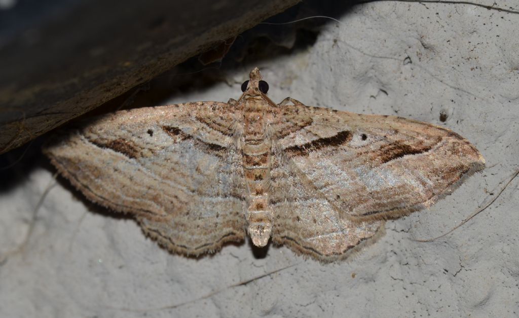 Costaconvexa polygrammata (Geometridae)