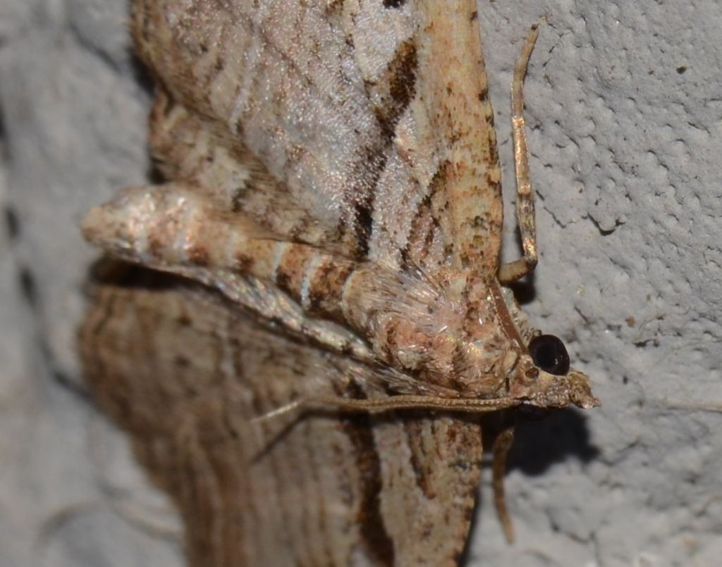 Costaconvexa polygrammata (Geometridae)