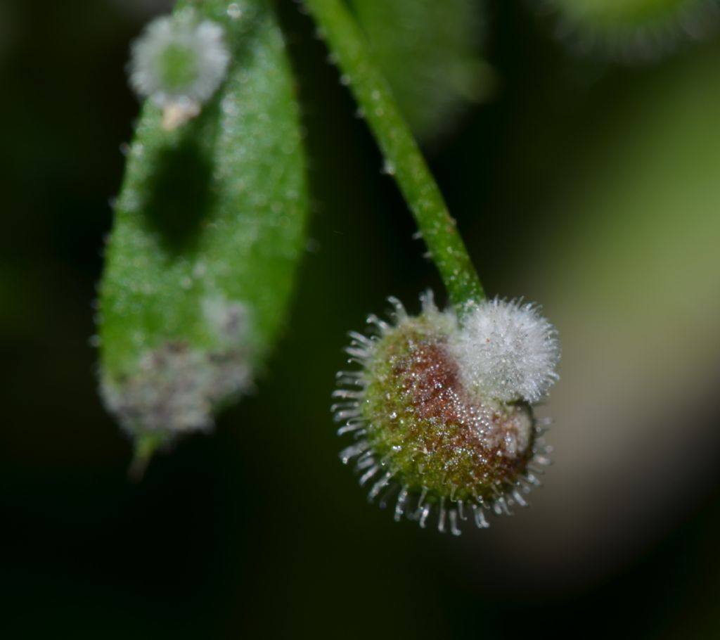 Cryptolaemus montrouzieri - larva