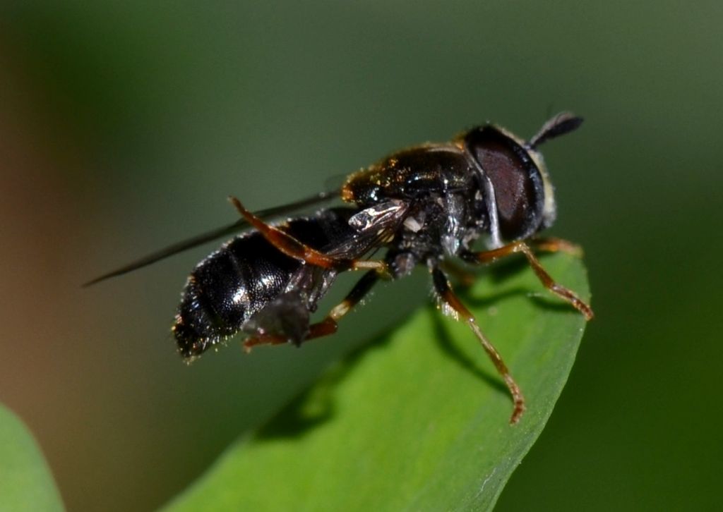 Paragus cf. pecchiolii