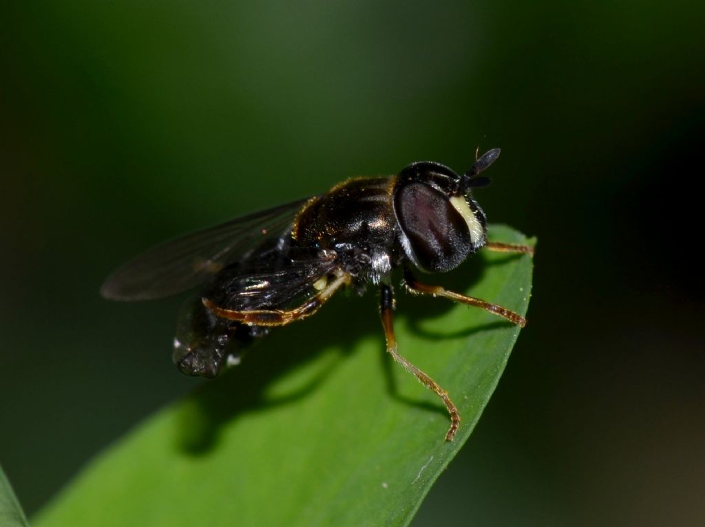 Paragus cf. pecchiolii