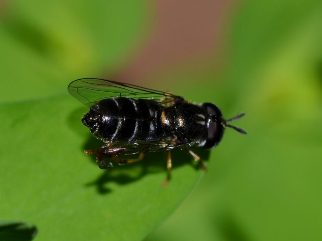 Paragus cf. pecchiolii