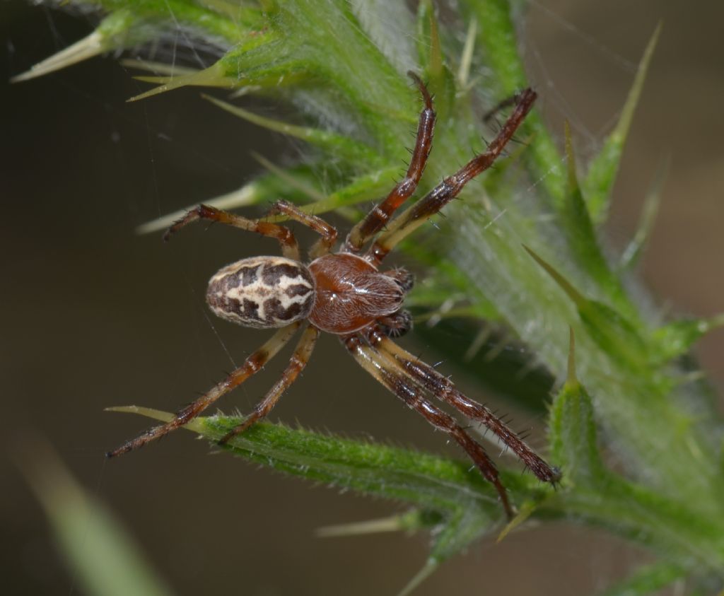 Larinioides cf. cornutus - Grosseto (GR)