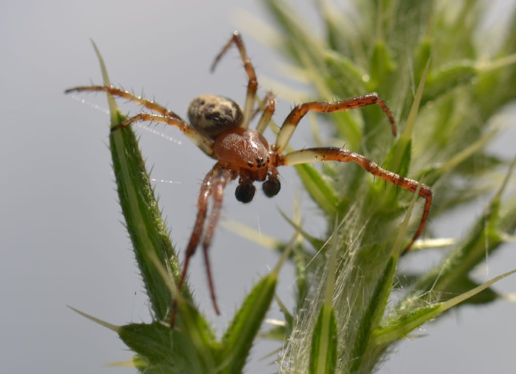 Larinioides cf. cornutus - Grosseto (GR)