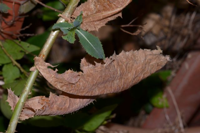Lactuca sativa subsp. serriola / Lattuga selvatica