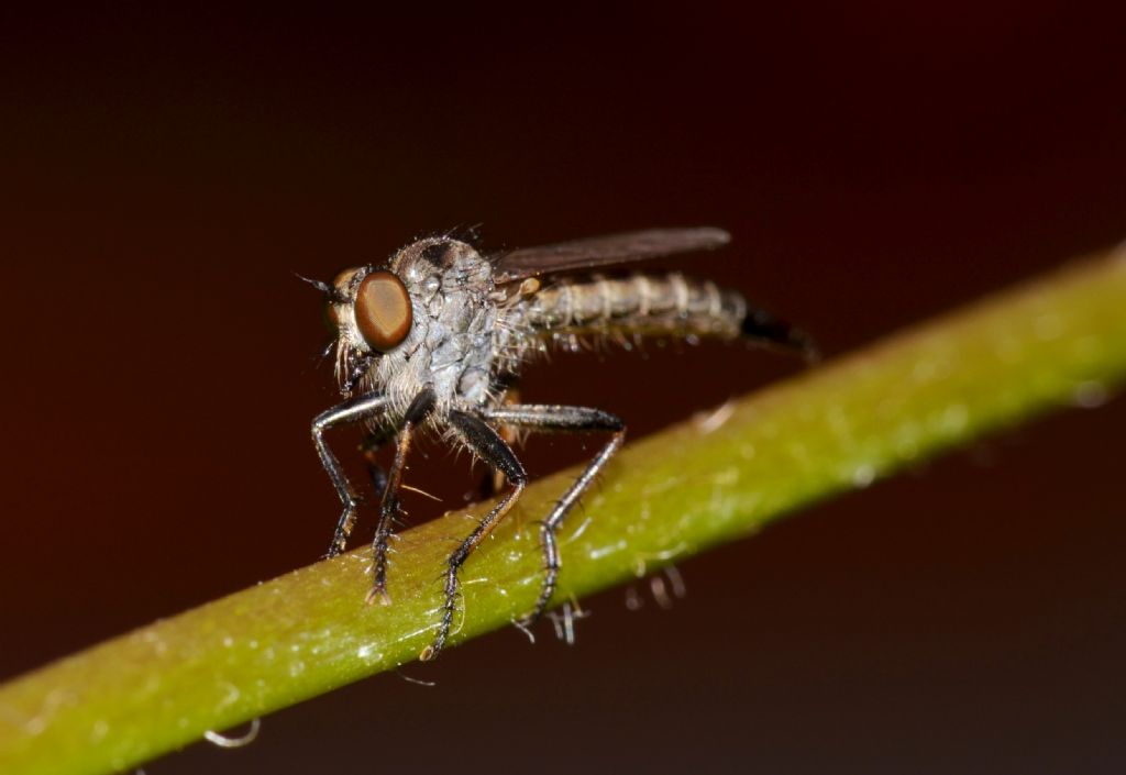 Asilidae ? (301)