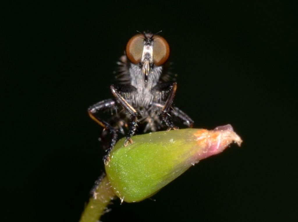 Asilidae ? (301)