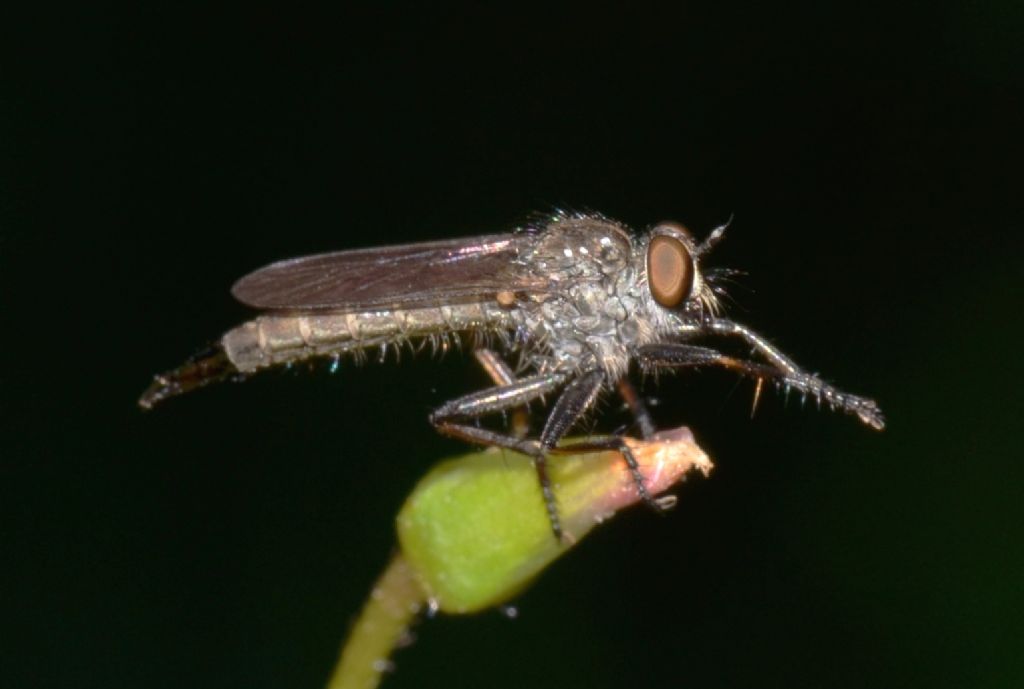 Asilidae ? (301)