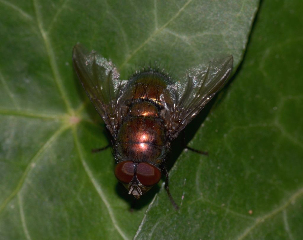 Blepharicnema splendens ? (302)