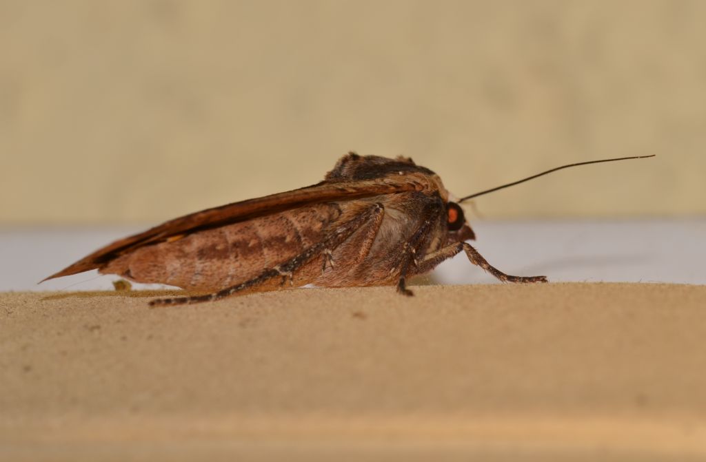 Noctuidae ? (291)