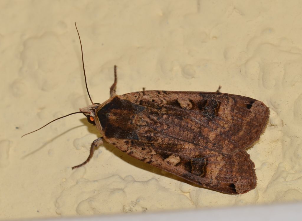 Noctuidae ? (291)