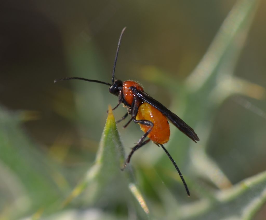 Braconidae da identificare (304)