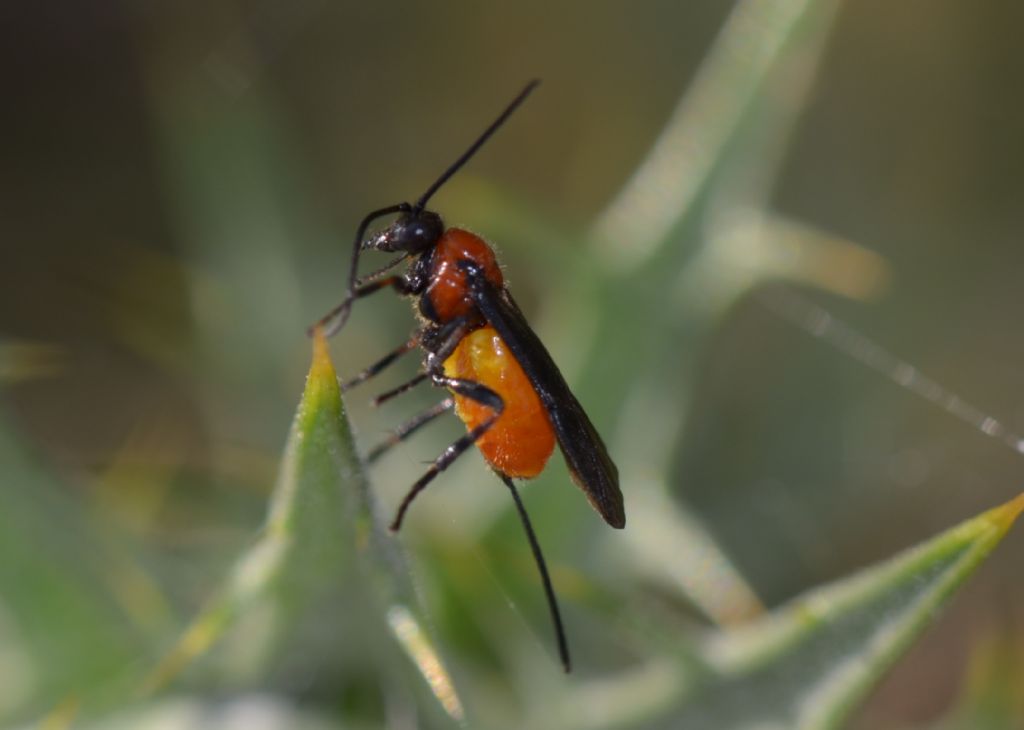 Braconidae da identificare (304)