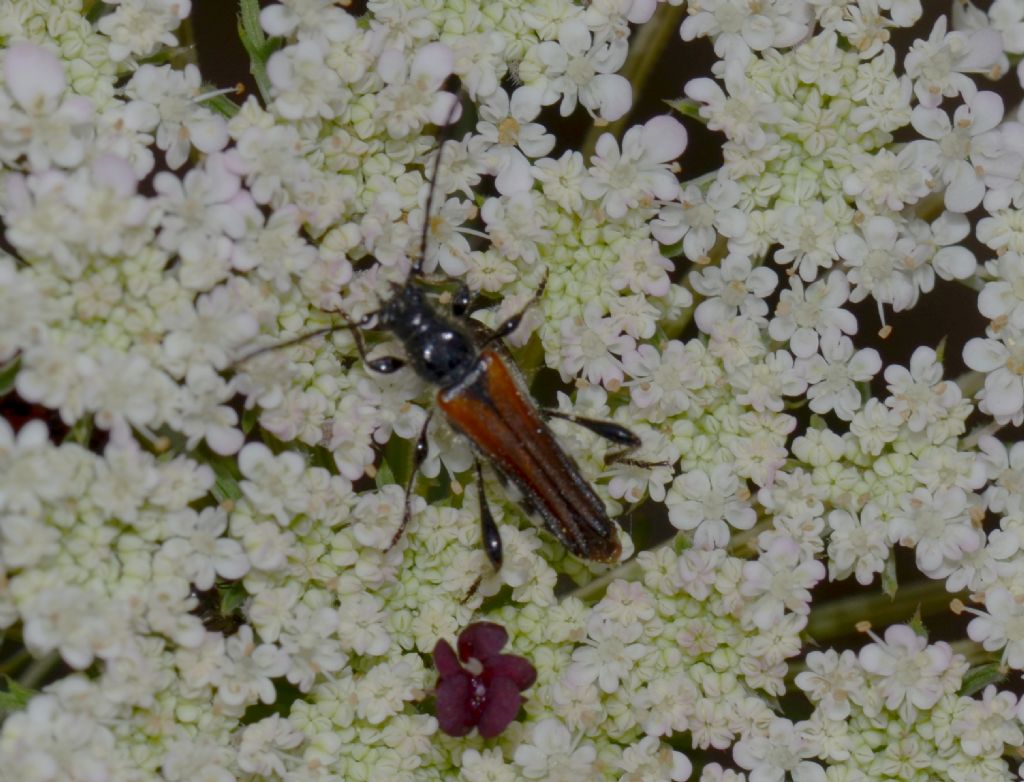 Stenopterus ater, maschio (Cerambycidae)
