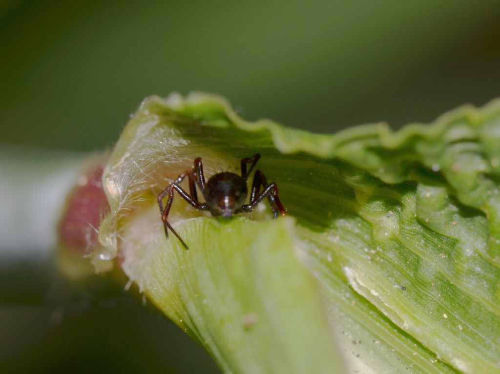 Euryopis episinoides - Grosseto (GR)